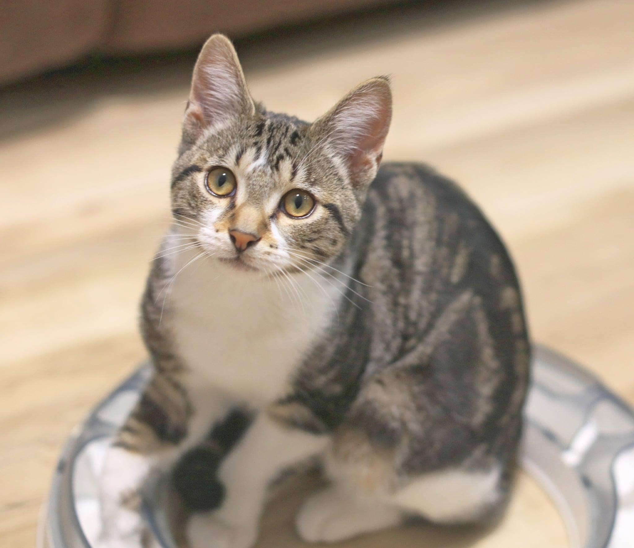 Pete, an adopted Domestic Short Hair in Pasco, WA image 2/6
