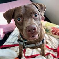 Kevin, Adoptable, Adult Male Mixed Breed.