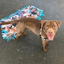 Kevin, a Adoptable Mixed Breed in Dover, NH image 2/6