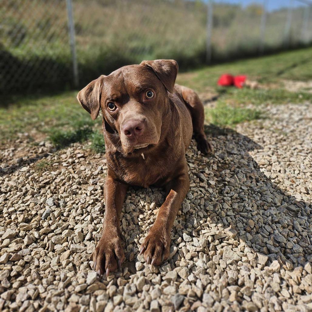 Enlarge Kevin, a Adoptable Mixed Breed in Dover, NH image 4/6