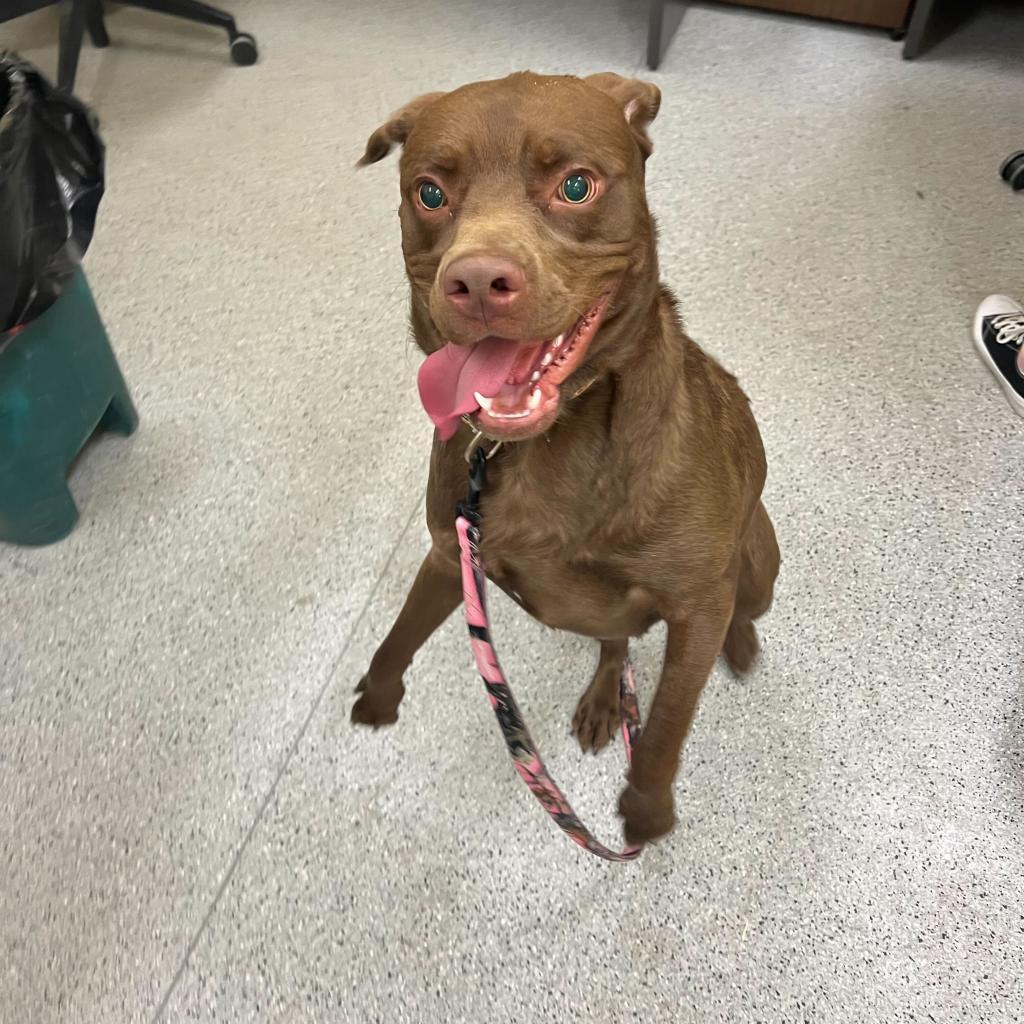 Enlarge Kevin, a Adoptable Mixed Breed in Dover, NH image 5/6