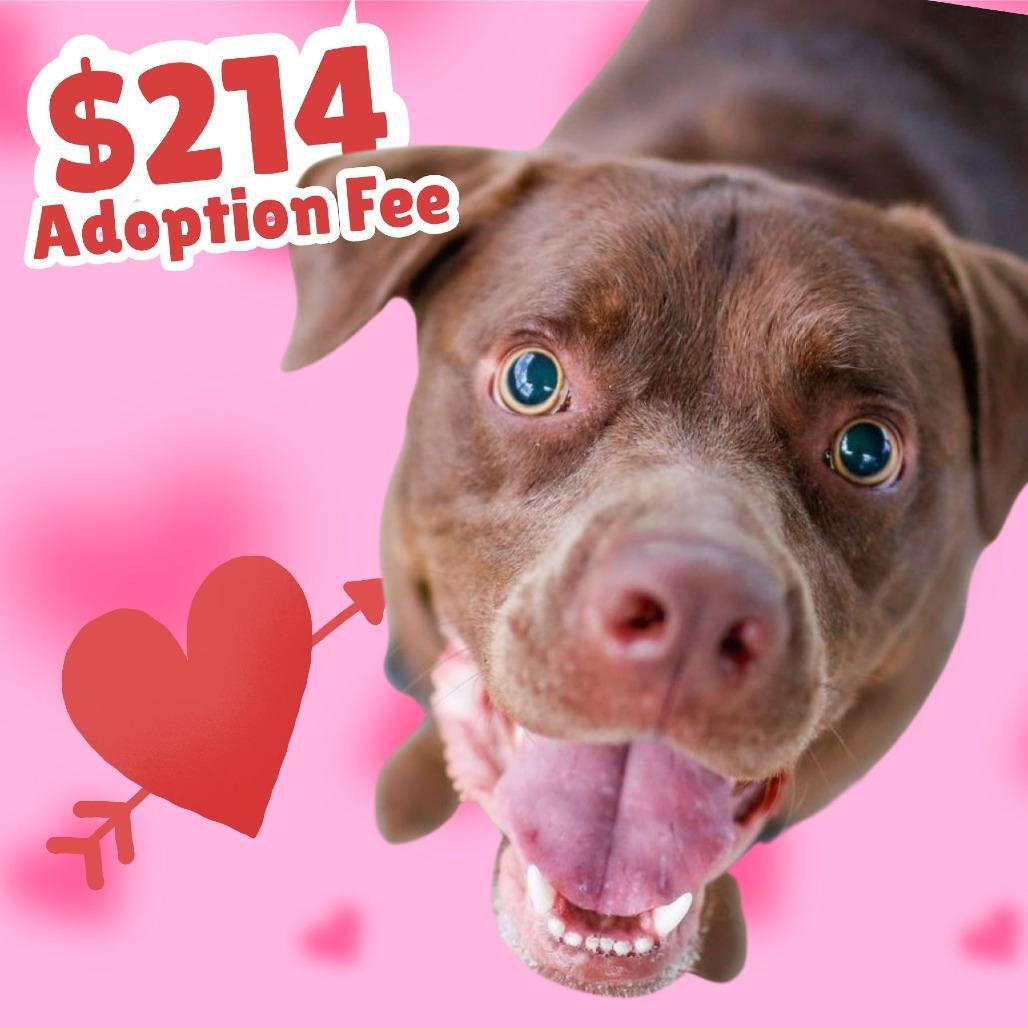 Kevin, a Adoptable Mixed Breed in Dover, NH image 5/6