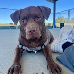 Kevin, a Adoptable Mixed Breed in Dover, NH image 3/6