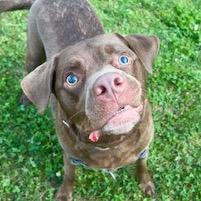 Kevin, a Adoptable Mixed Breed in Dover, NH image 4/6