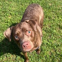 Kevin, a Adoptable Mixed Breed in Dover, NH image 6/6