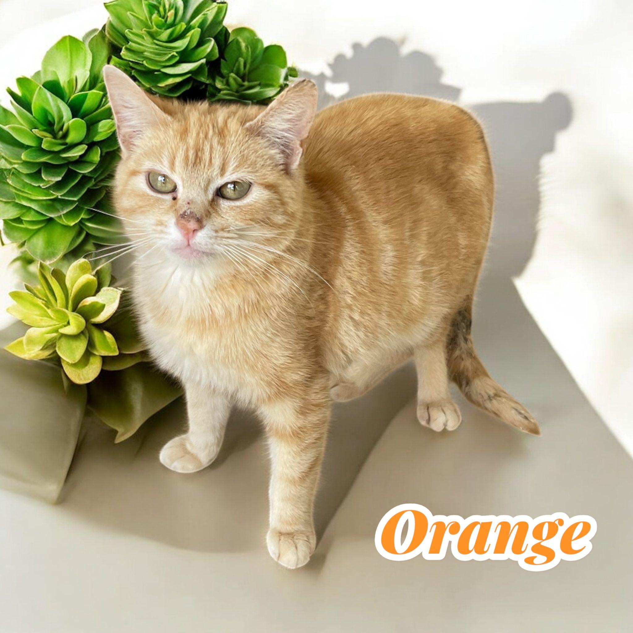 Enlarge Orange - MD, a Adoptable Domestic Short Hair in Hagerstown, MD image 2/2