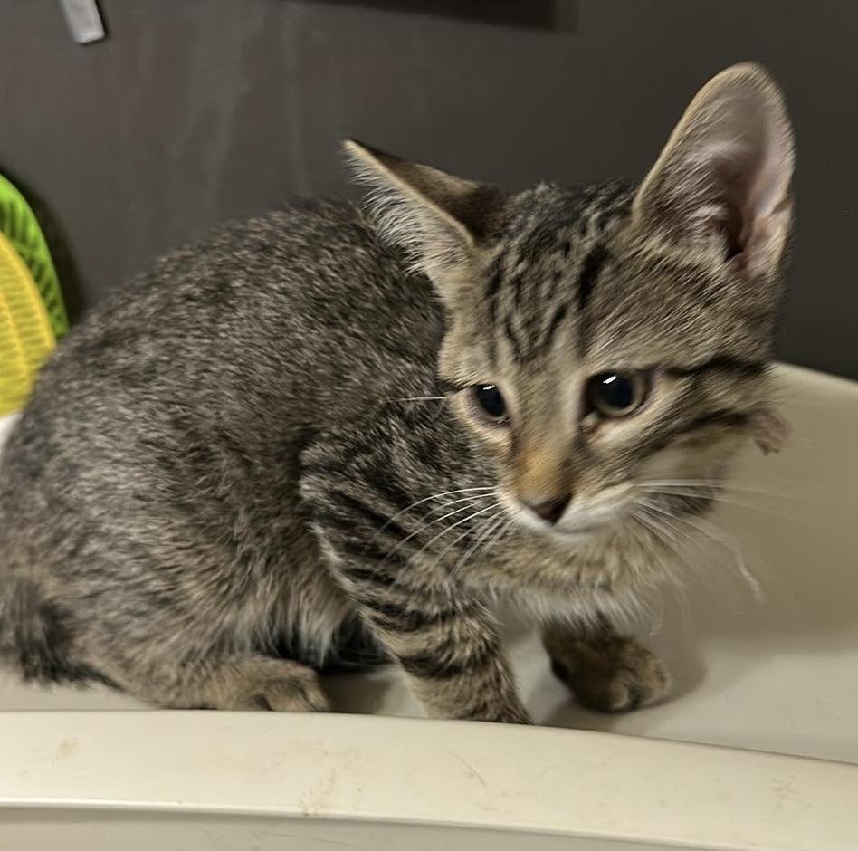 Enlarge Praline, a Adoptable Domestic Short Hair in Bolivar, MO image 1/1