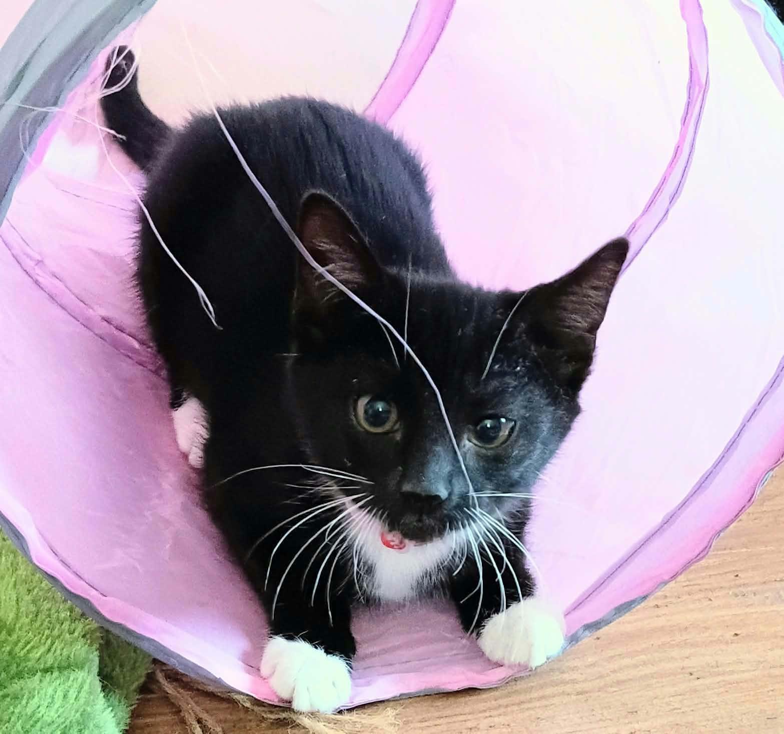 Enlarge Little Miss, a Adopted Domestic Short Hair in Belchertown, MA image 1/1
