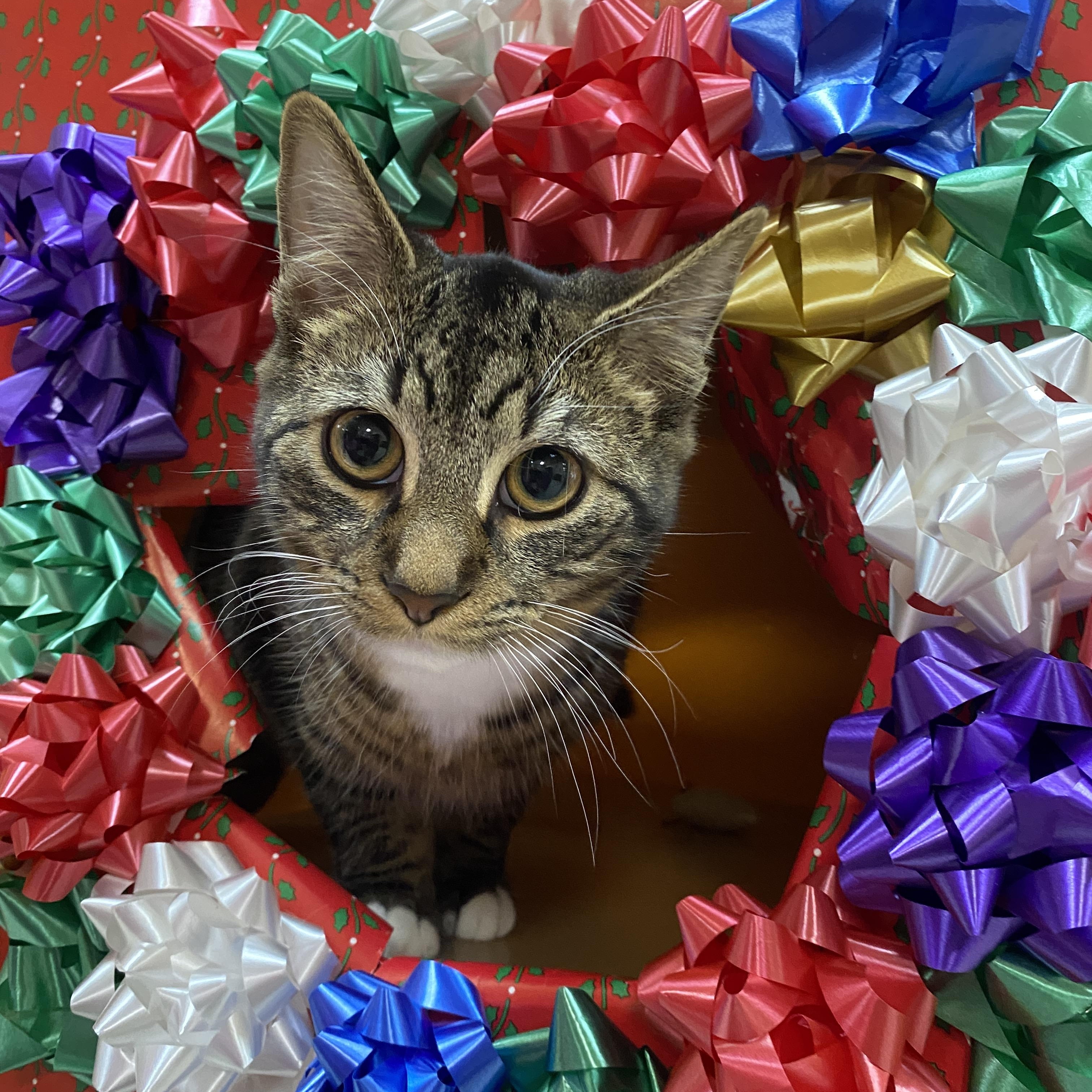 Enlarge Harrison at Elyria Petco!!, a Adoptable Domestic Short Hair in Elyria, OH image 2/2