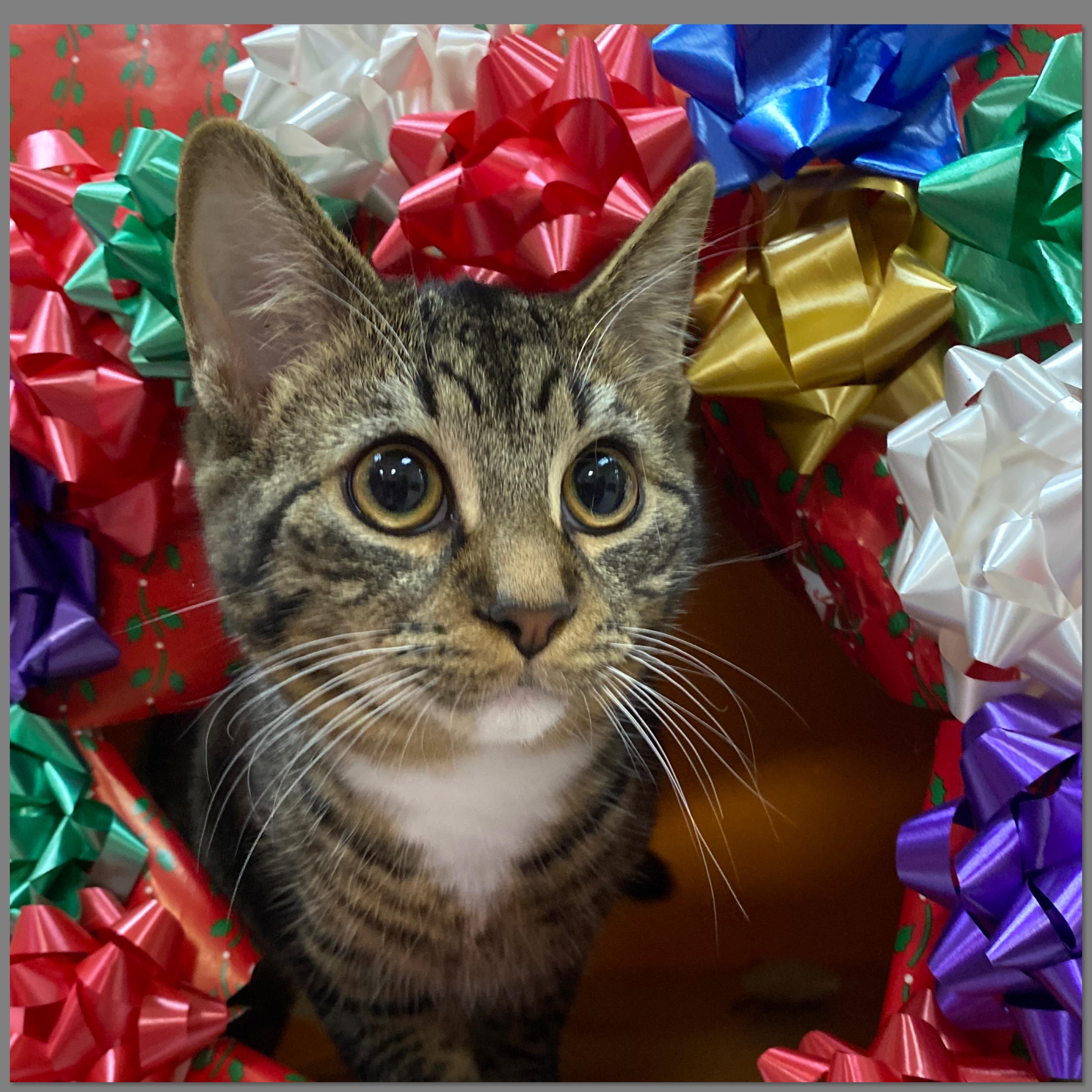 Harrison at Elyria Petco!!, Adoptable, Young Male Domestic Short Hair.