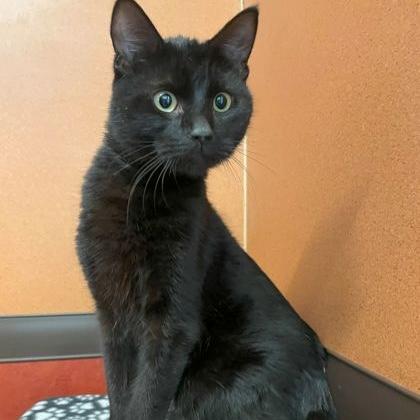 Enlarge Jackson, a Adoptable Domestic Short Hair in Rochester, MN image 1/2