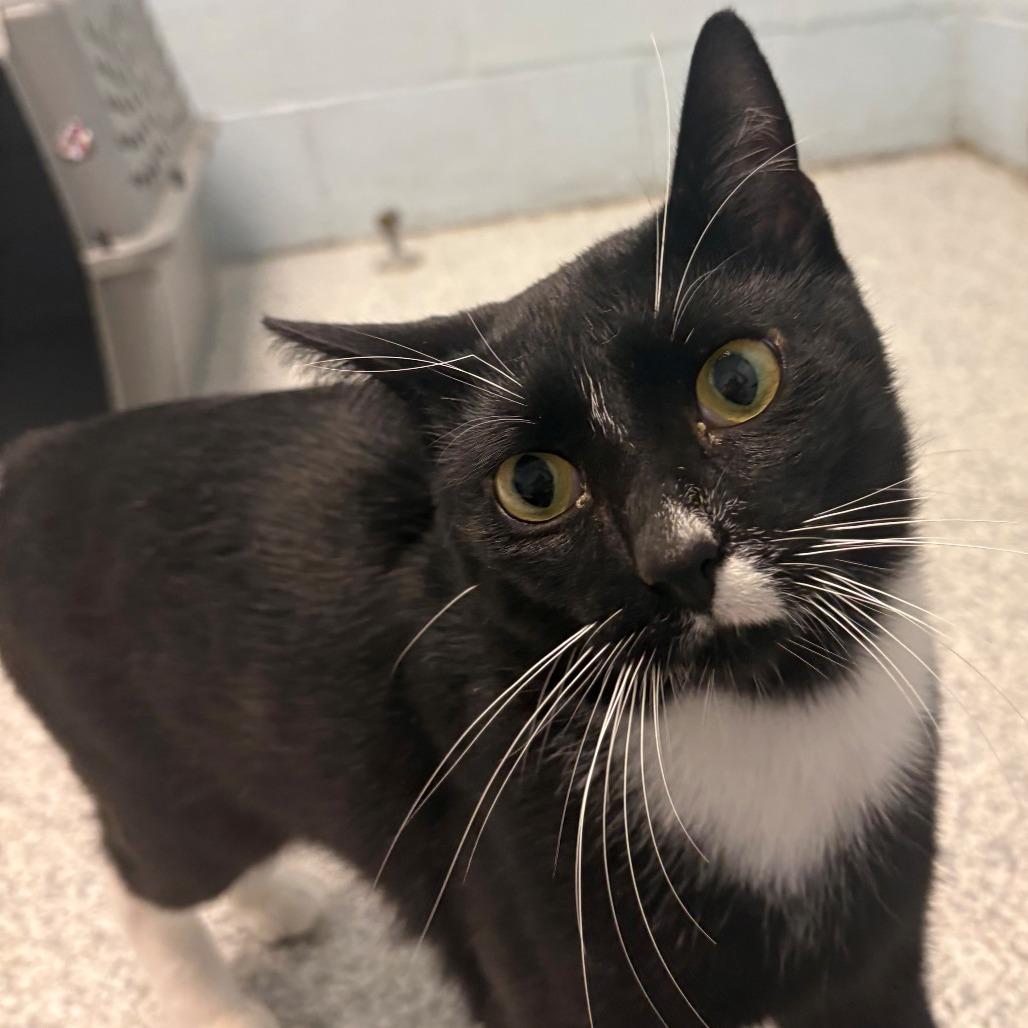 Pierre, Adoptable, Adult Male Domestic Short Hair.
