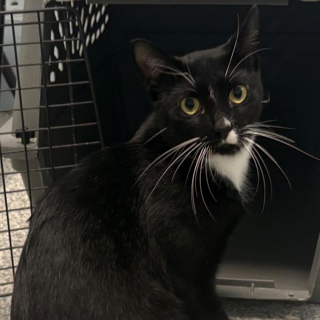 Enlarge Pierre, a Adoptable Domestic Short Hair in East Hanover, NJ image 2/5
