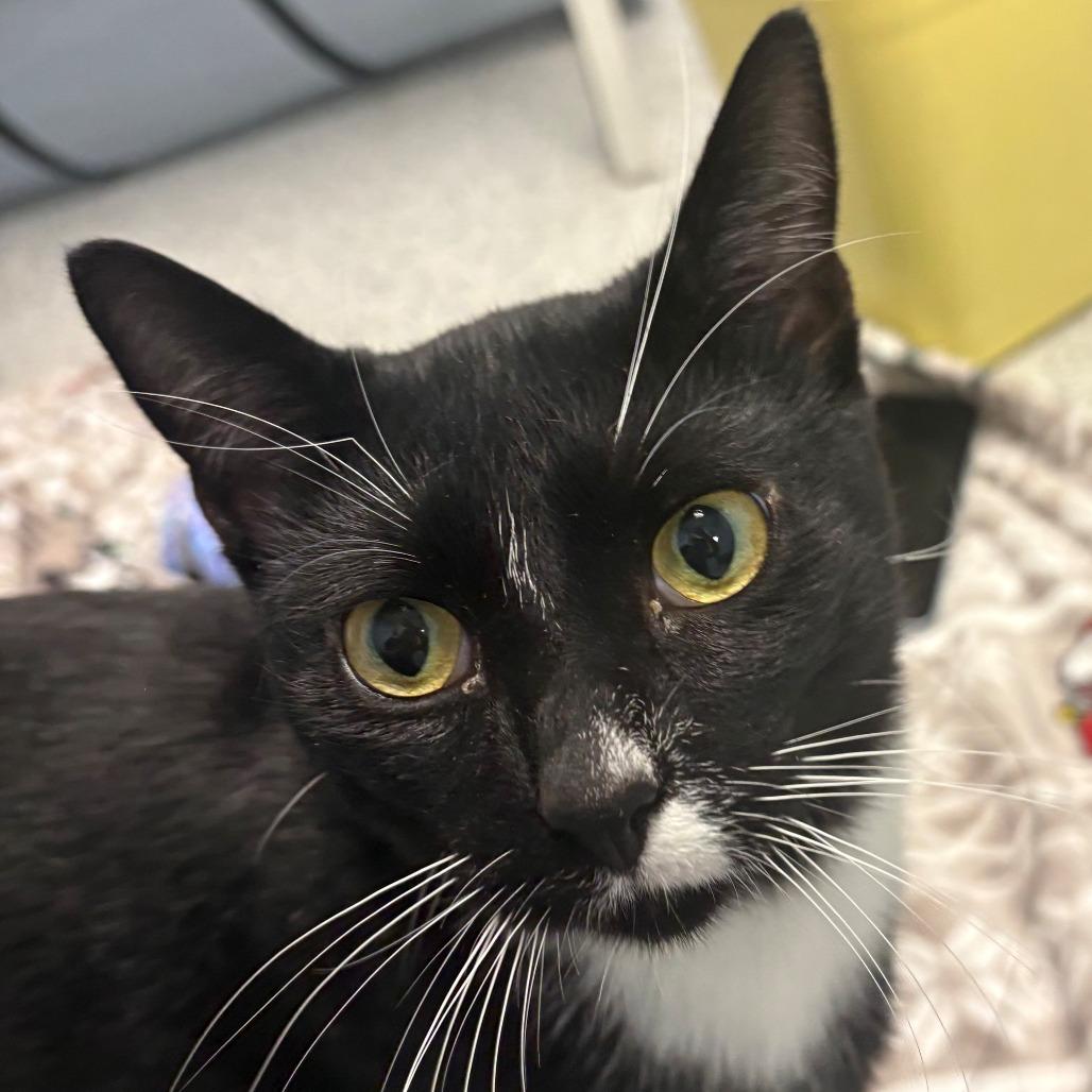 Enlarge Pierre, a Adoptable Domestic Short Hair in East Hanover, NJ image 3/5