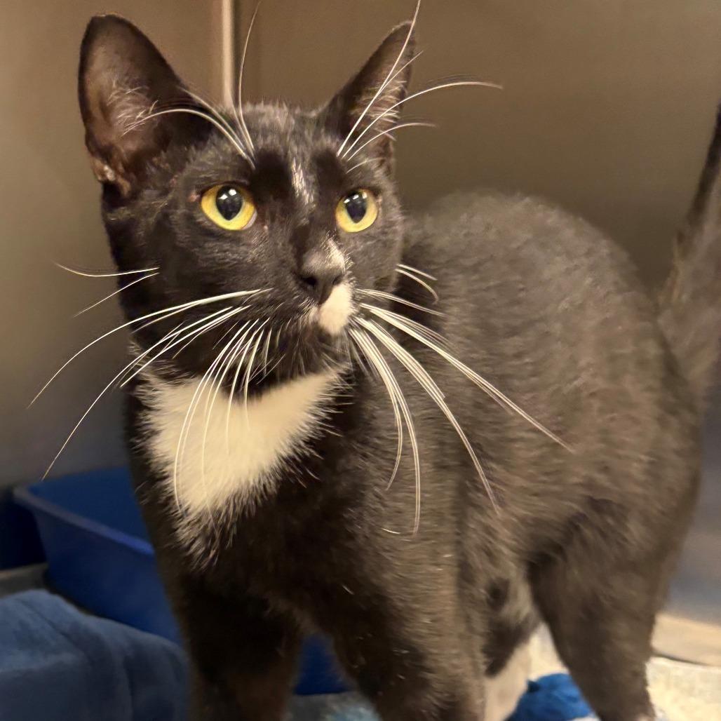 Enlarge Pierre, a Adoptable Domestic Short Hair in East Hanover, NJ image 4/5