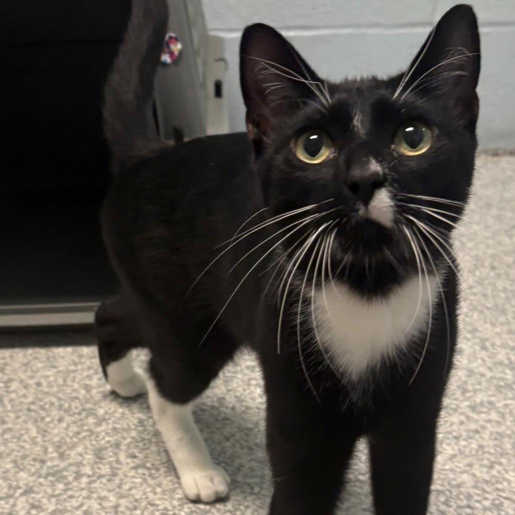 Enlarge Pierre, a Adoptable Domestic Short Hair in East Hanover, NJ image 5/5
