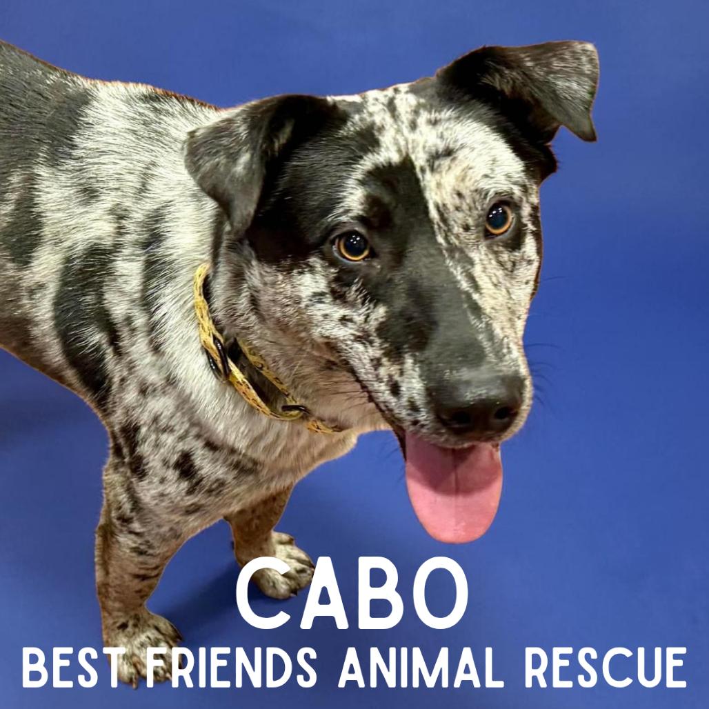 Cabo, Adoptable, Adult Male Catahoula Leopard Dog.