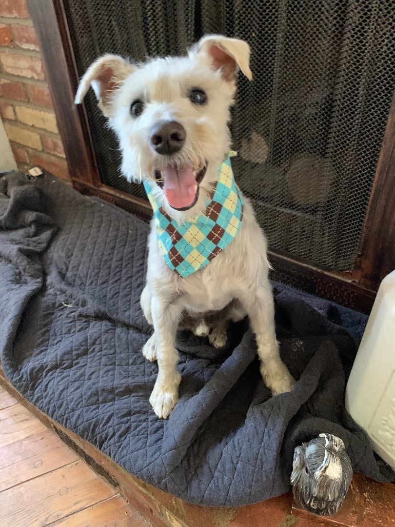 Zeke, Adult Male Schnauzer