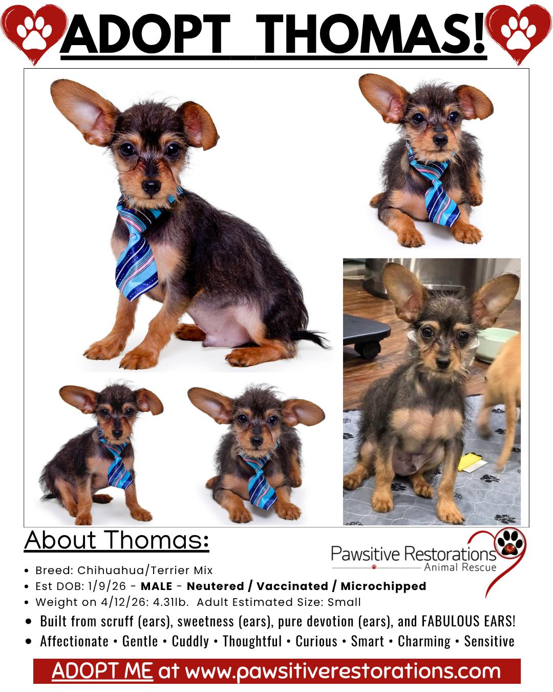 THOMAS, a ADOPTABLE mixed breed in Aurora, CO image 3/4
