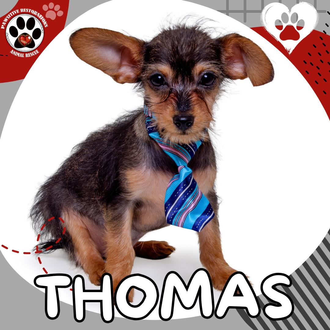 THOMAS, a ADOPTABLE mixed breed in Aurora, CO image 1/4