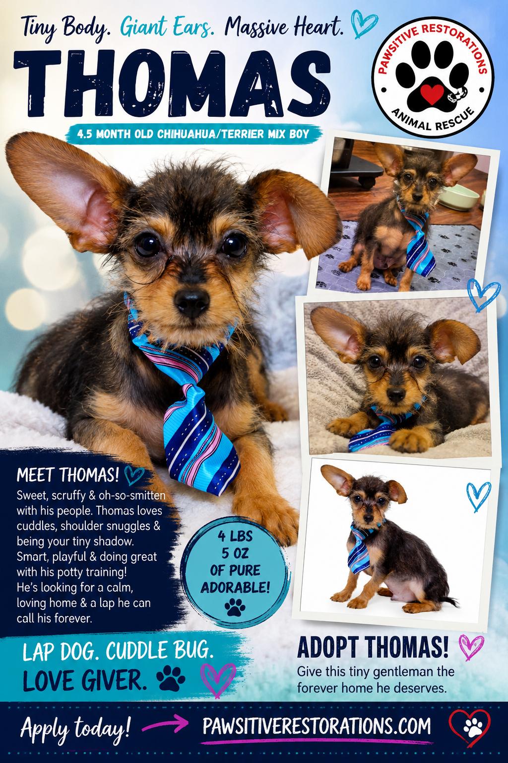 THOMAS, a ADOPTABLE mixed breed in Aurora, CO image 2/4