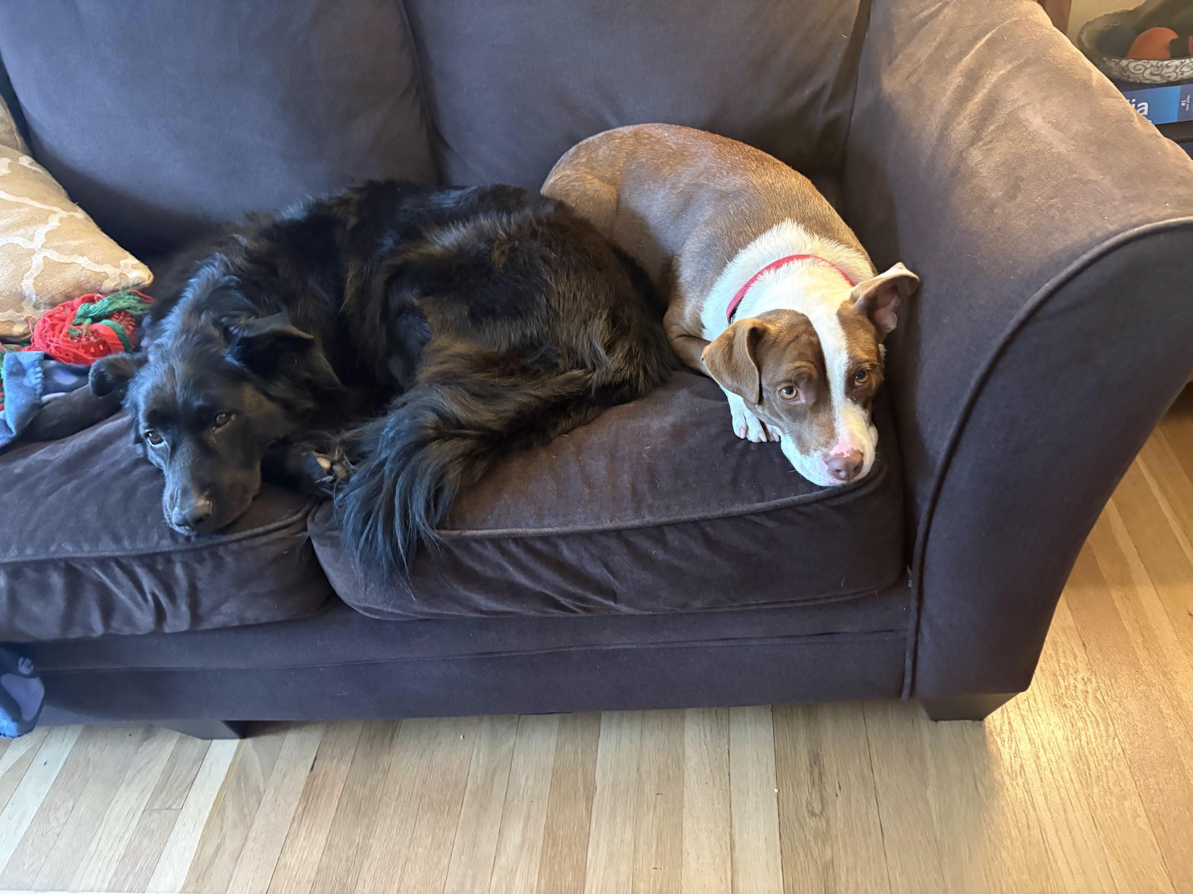 Enlarge Wynona momma Winner - Local Lady, a Adoptable mixed breed in Andover, MA image 2/6