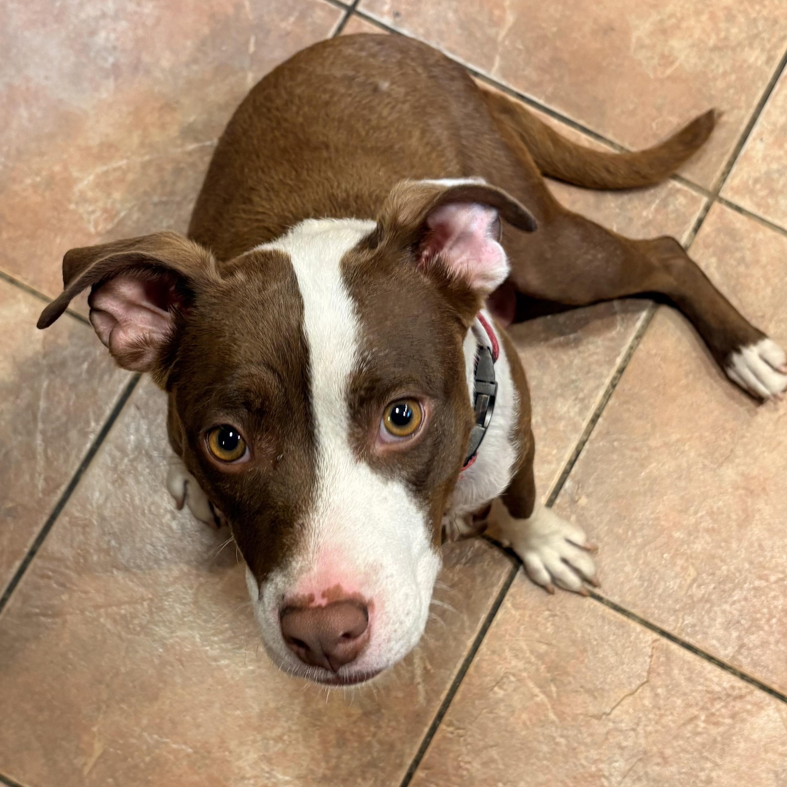 Enlarge Wynona momma Winner - Local Lady, a Adoptable mixed breed in Andover, MA image 6/6