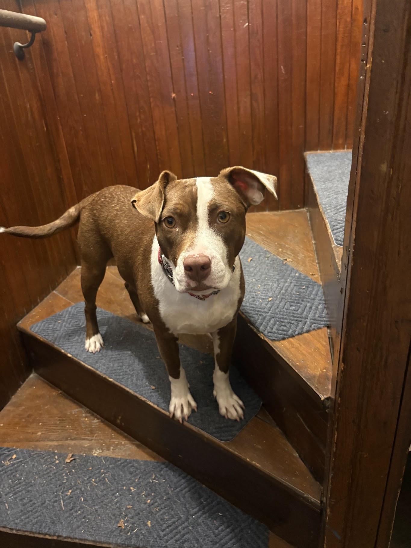 Enlarge Wynona momma Winner - Local Lady, a Adoptable mixed breed in Andover, MA image 4/6