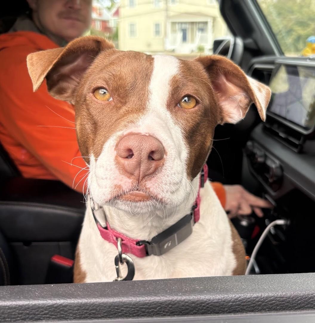 Wynona momma Winner - Local Lady, Adoptable, Young Female Chocolate Labrador Retriever & Bulldog.