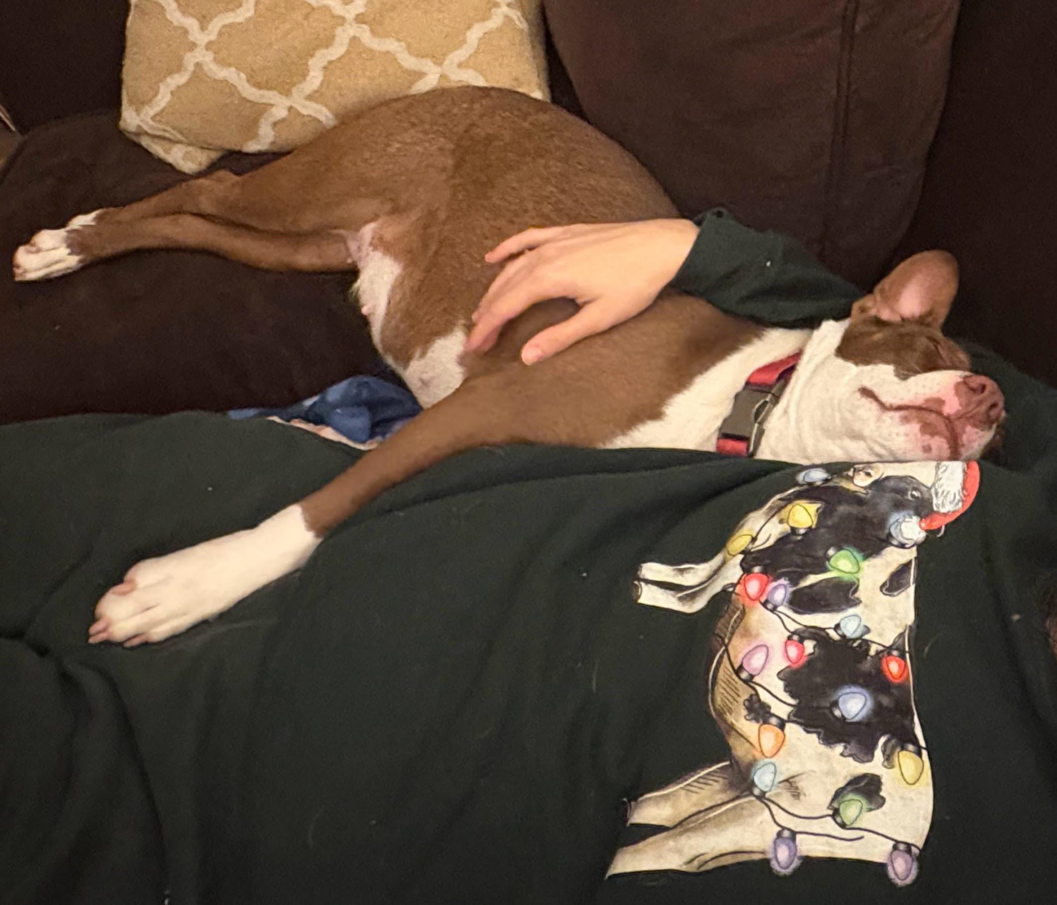 Enlarge Wynona momma Winner - Local Lady, a Adoptable mixed breed in Andover, MA image 3/6