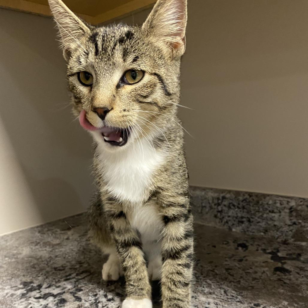 Dragon, Adoptable, Young Male Domestic Short Hair.