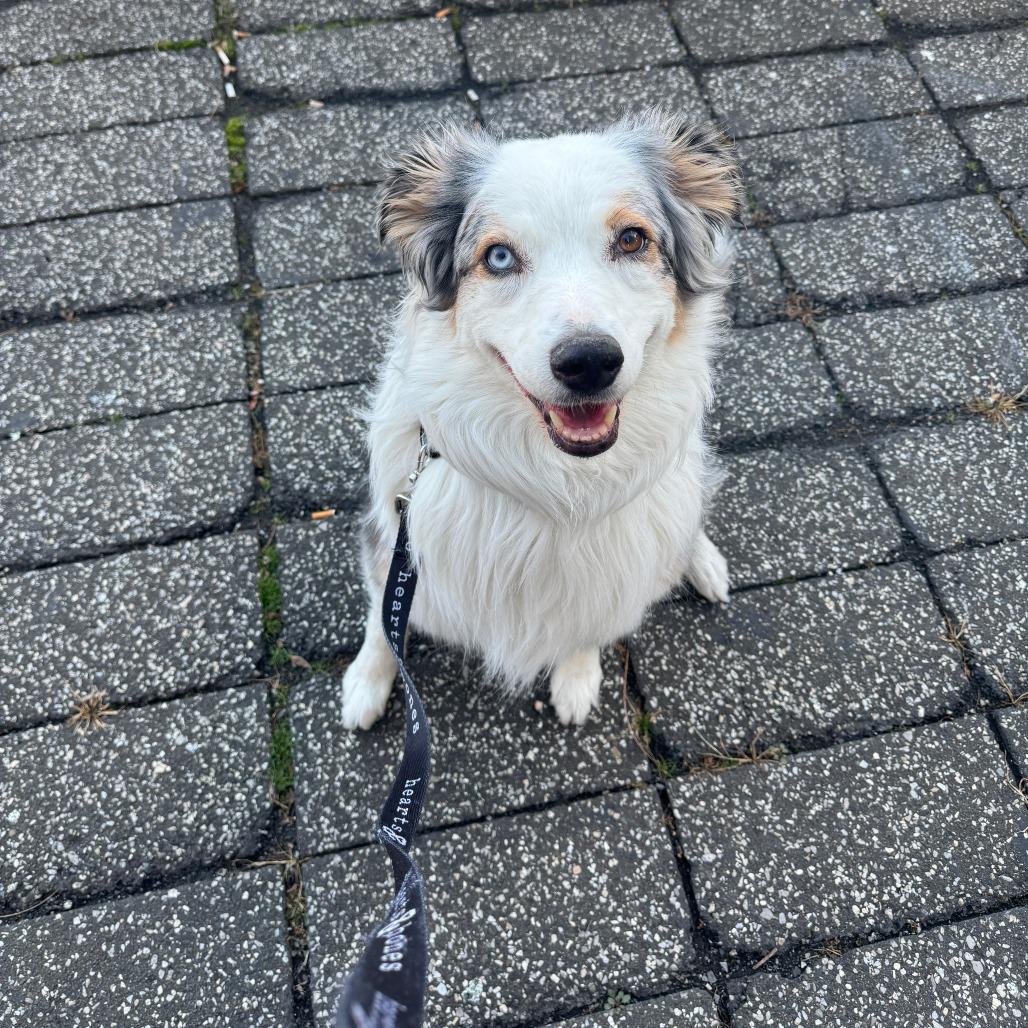 Jackie, Adoptable, Adult Female Australian Shepherd.