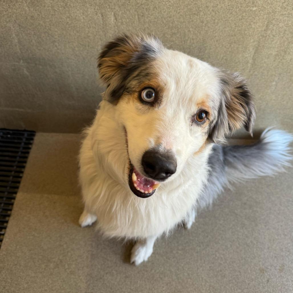 Enlarge Jackie, a Adoptable Australian Shepherd in Califon, NJ image 2/6