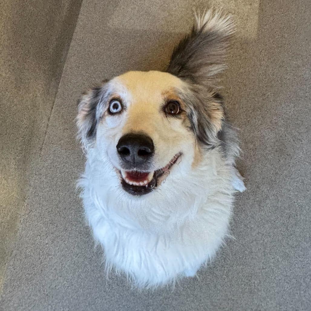 Enlarge Jackie, a Adoptable Australian Shepherd in Califon, NJ image 4/6