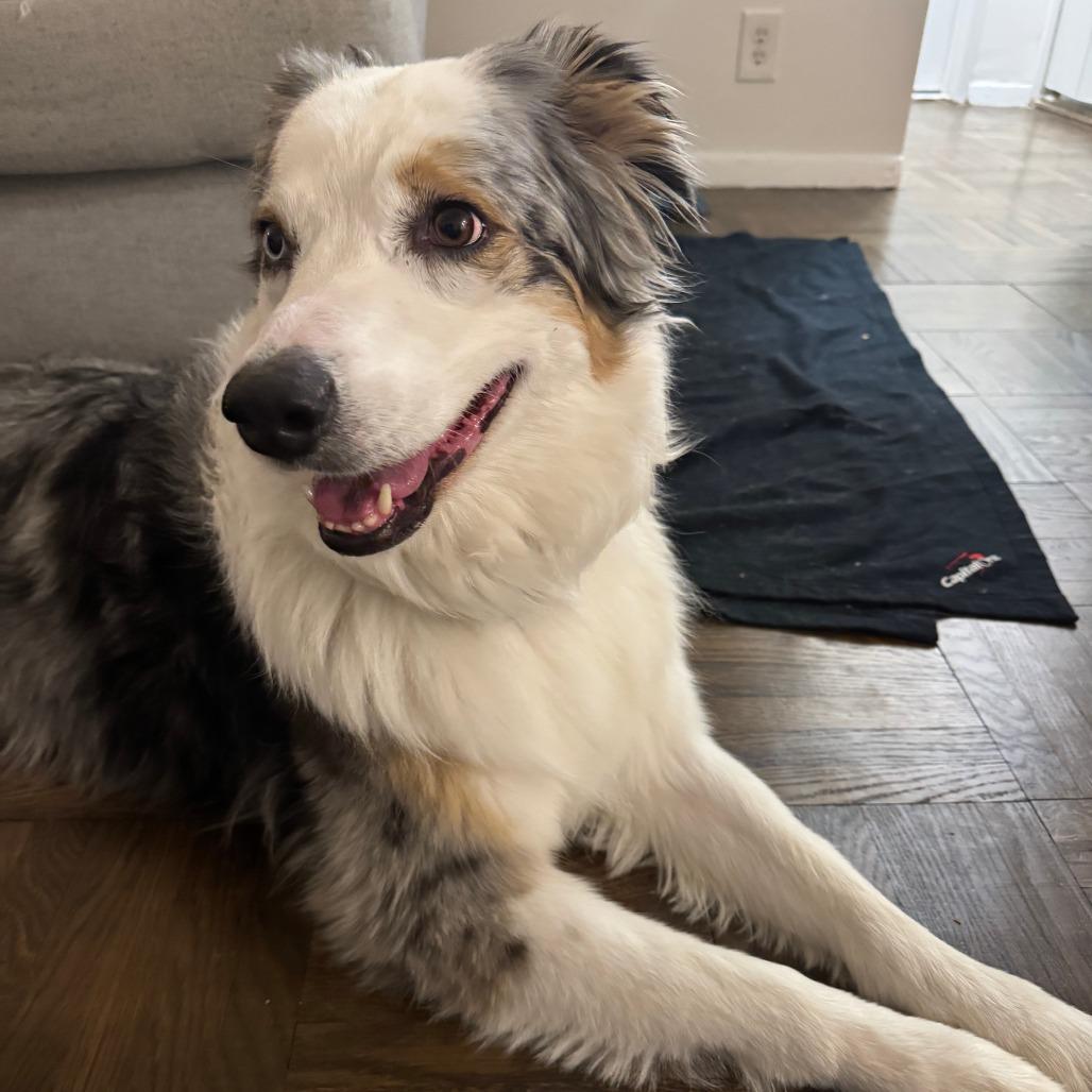 Enlarge Jackie, a Adoptable Australian Shepherd in Califon, NJ image 5/6