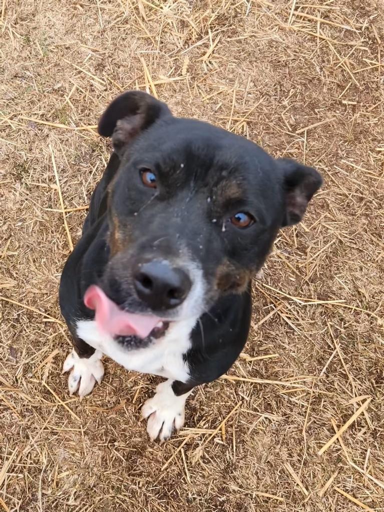 Ringo, ADOPTABLE, Adult Male Pit Bull Terrier.