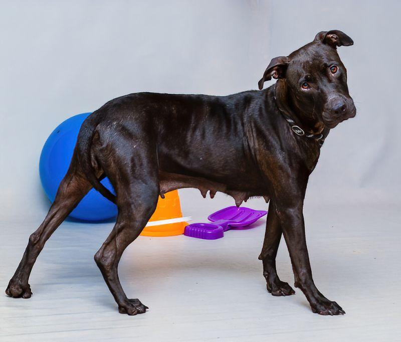 Onyx, a Adoptable mixed breed in Sanford, FL image 2/2