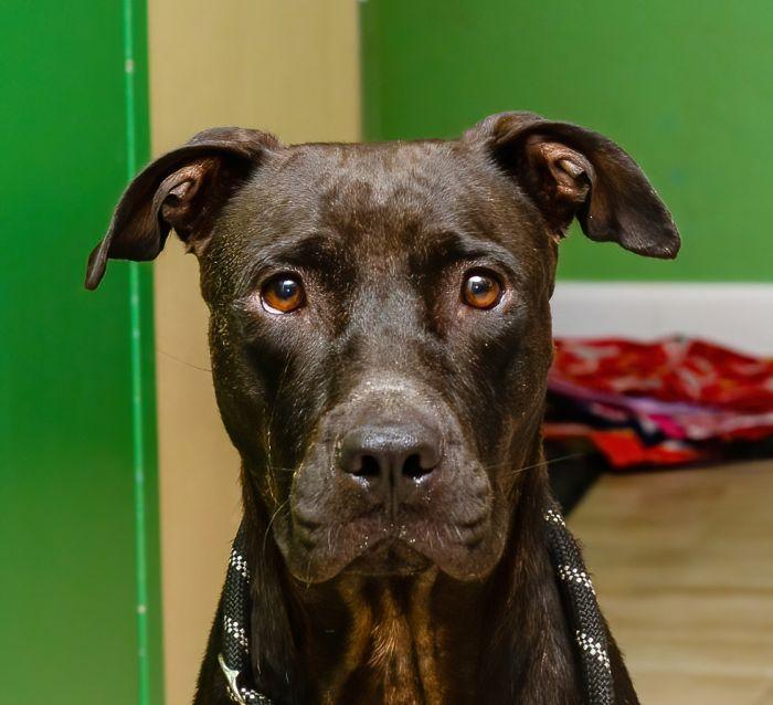 Onyx, a Adoptable mixed breed in Sanford, FL image 1/2