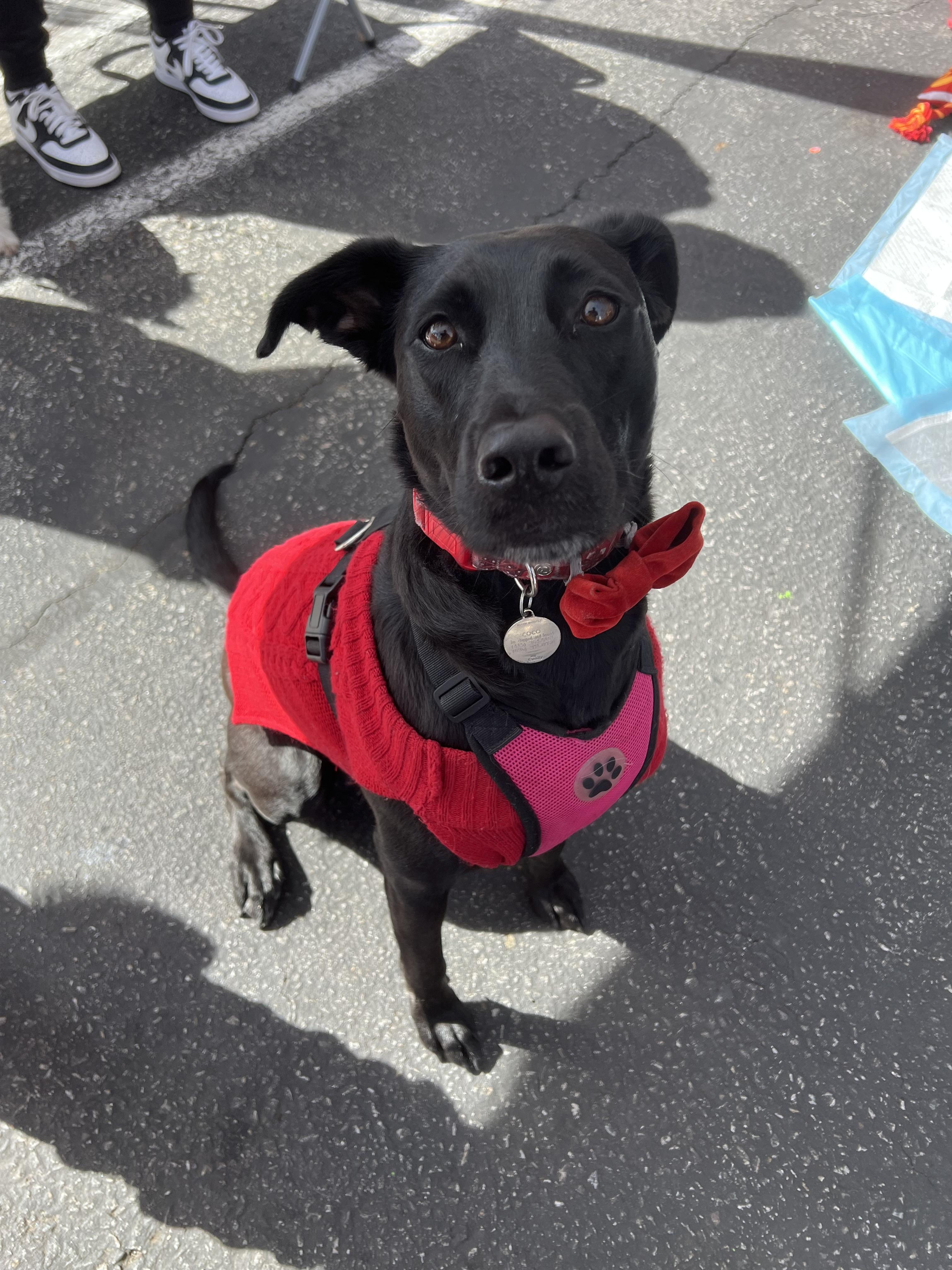 Enlarge KOKO, a Adoptable mixed breed in Glendora, CA image 5/6