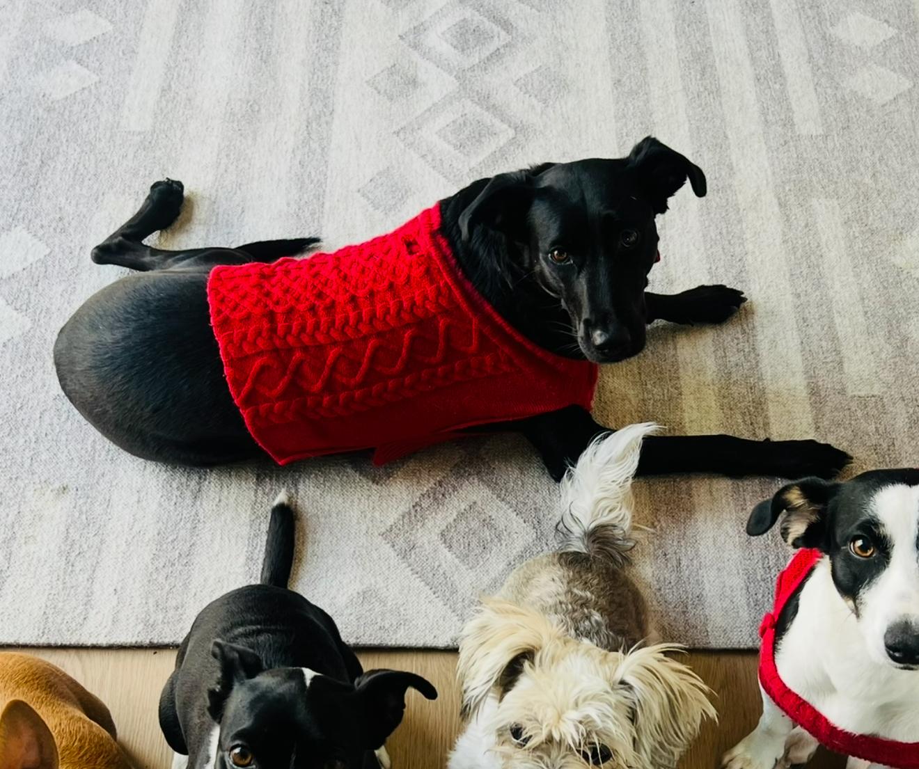 Enlarge KOKO, a Adoptable mixed breed in Glendora, CA image 4/6