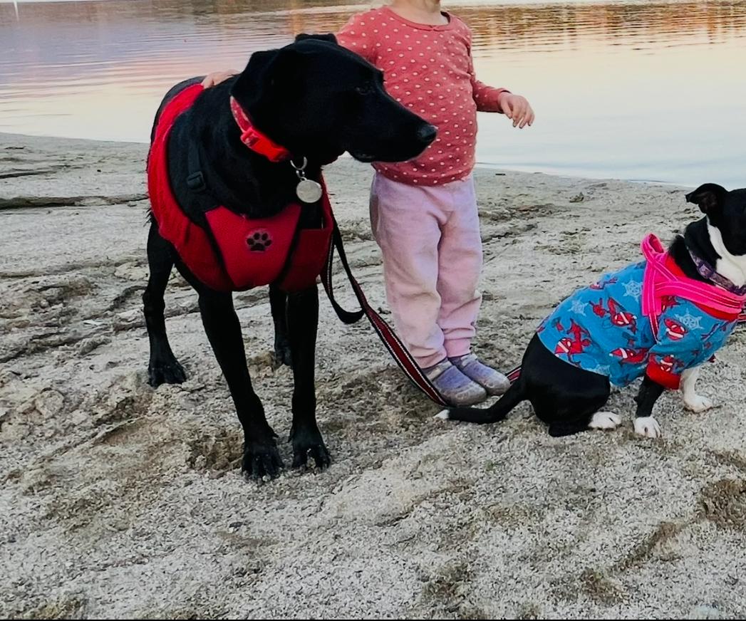 Enlarge KOKO, a Adoptable mixed breed in Glendora, CA image 3/6