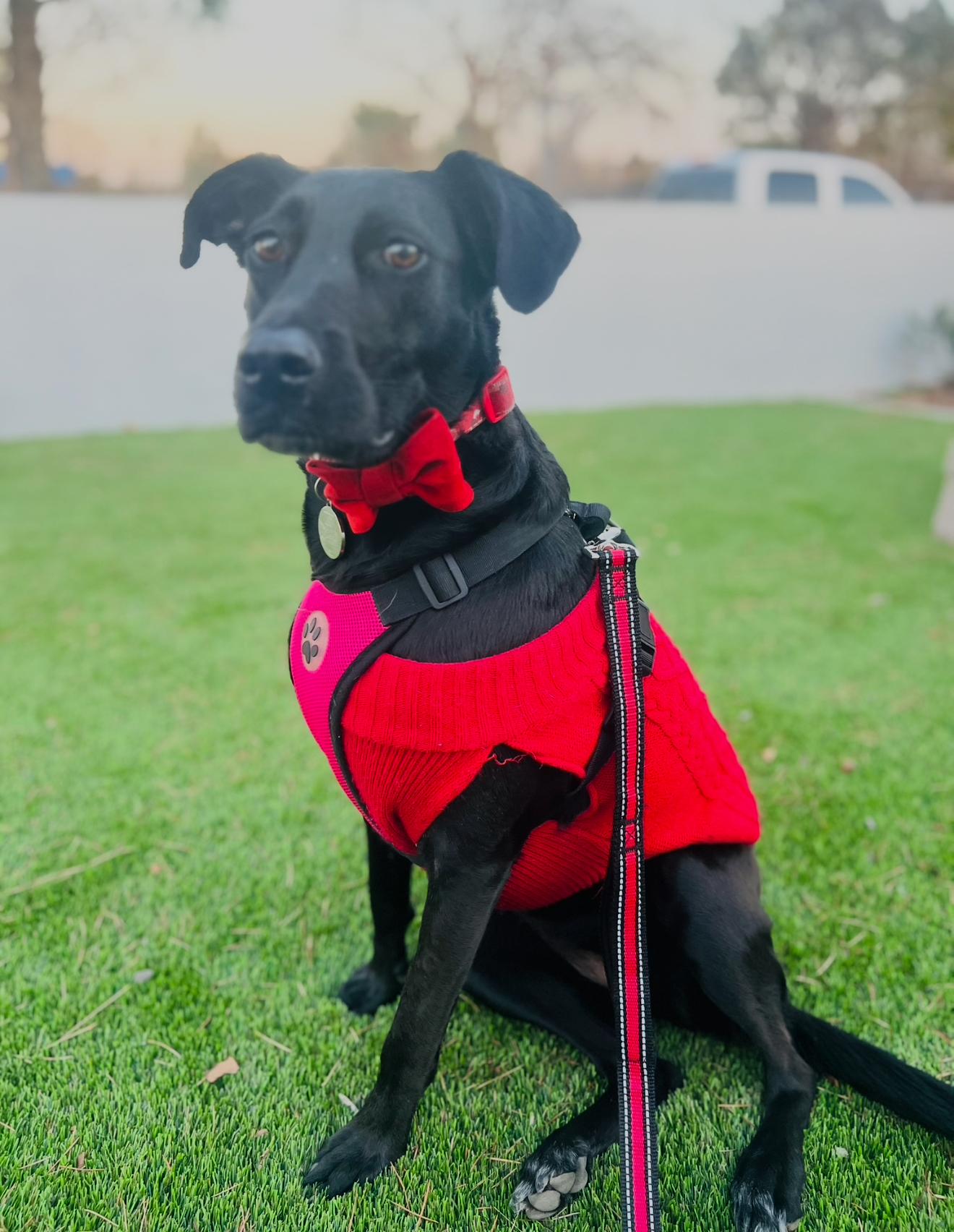 Enlarge KOKO, a Adoptable mixed breed in Glendora, CA image 6/6