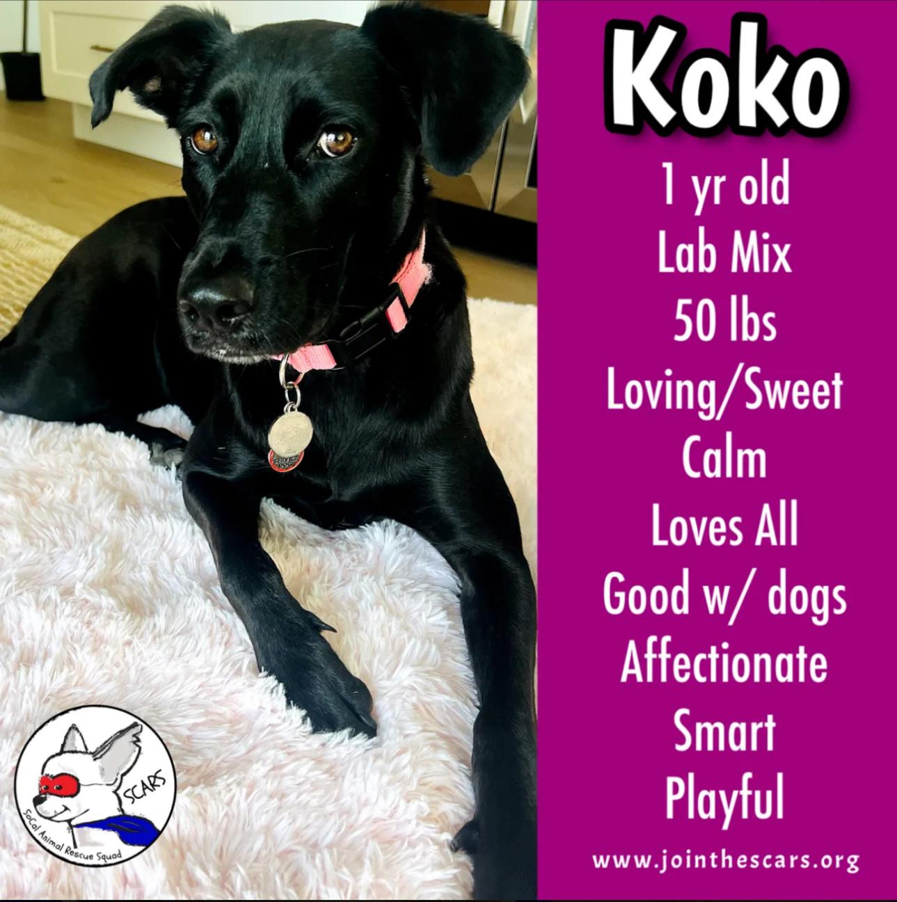 KOKO, Adoptable, Young Female Black Labrador Retriever.