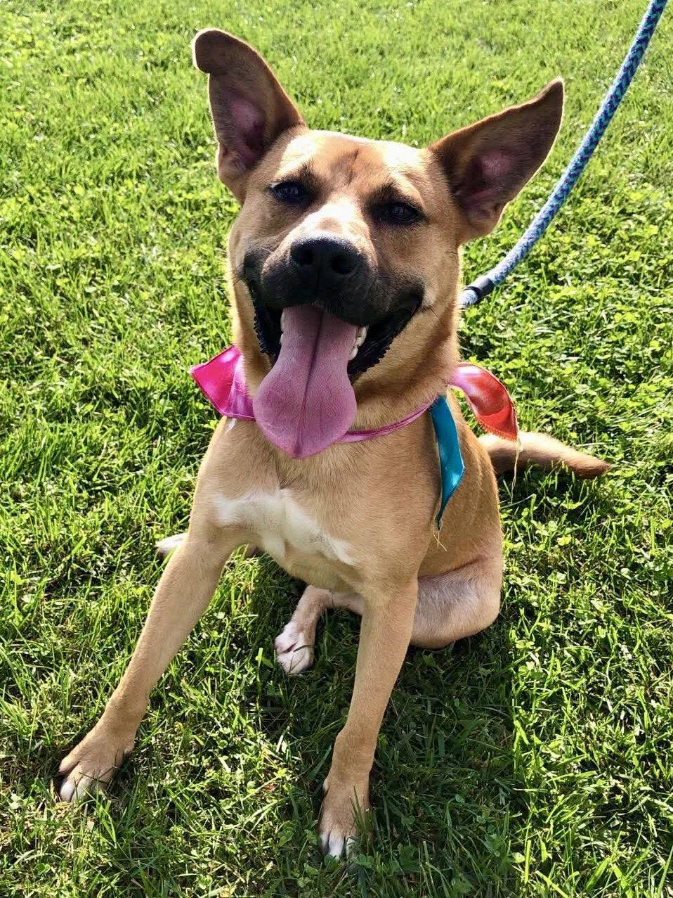Enlarge Timber, a Adoptable mixed breed in Elkins, WV image 1/3
