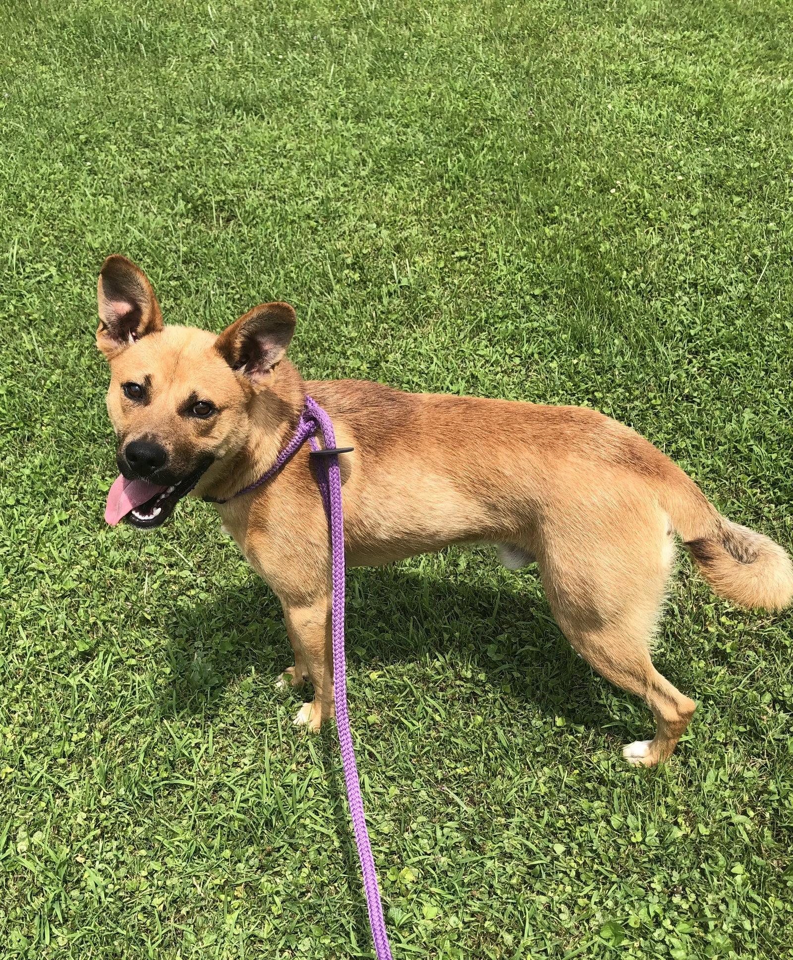 Enlarge Timber, a Adoptable mixed breed in Elkins, WV image 2/3