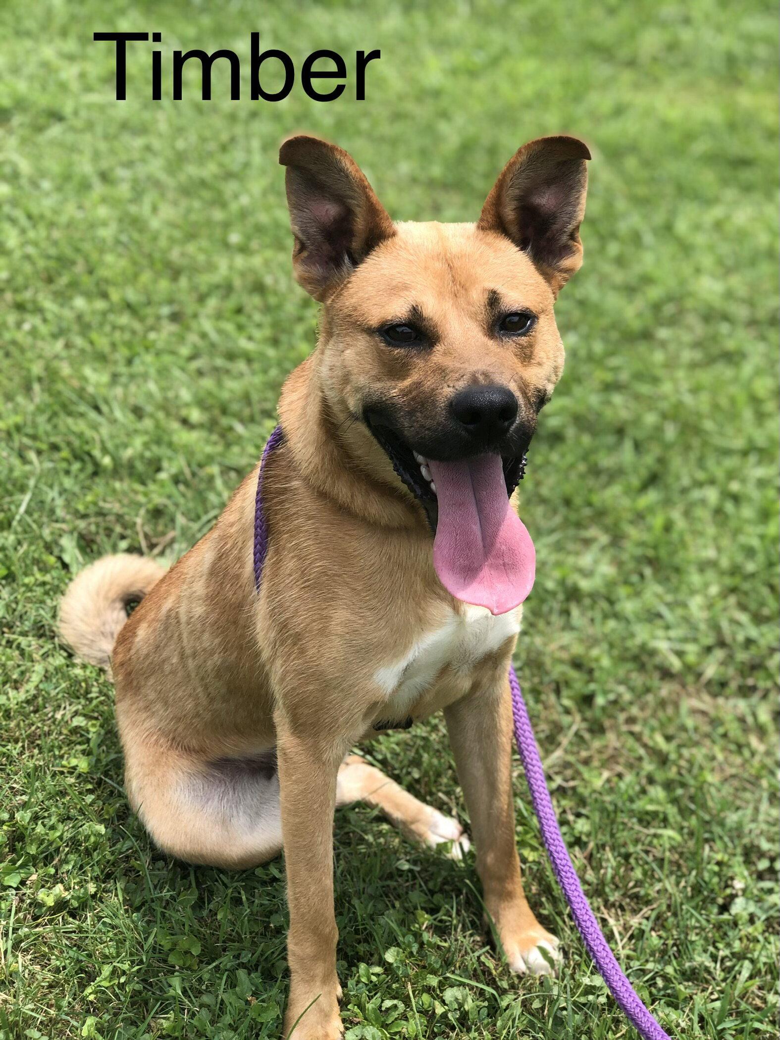 Enlarge Timber, a Adoptable mixed breed in Elkins, WV image 3/3