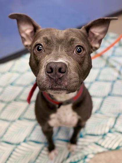 Penelope, Adoptable, Adult Female Pit Bull Terrier & Mixed Breed.