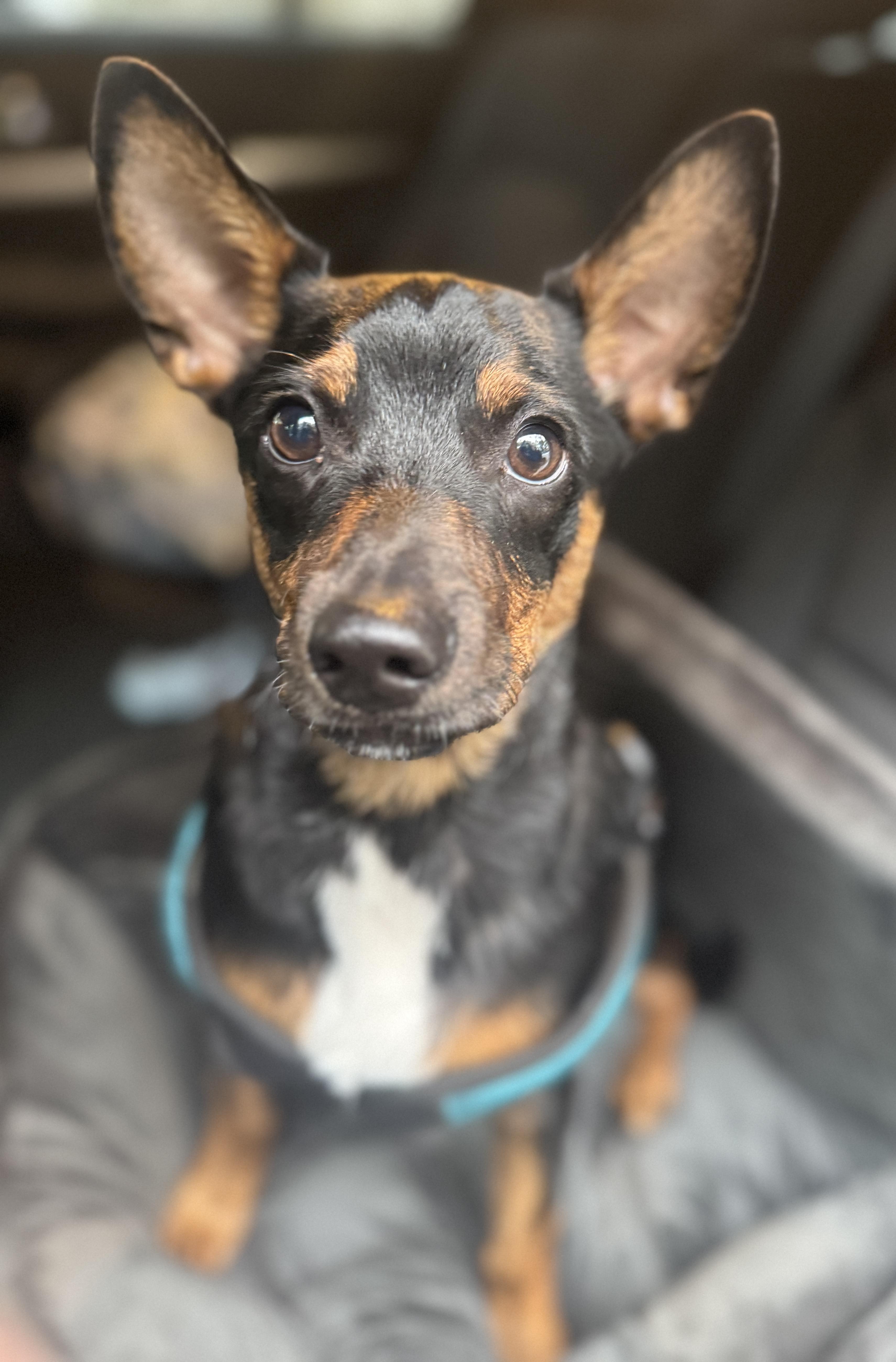 Enlarge Fred, a Adoptable mixed breed in Navarre, FL image 1/5