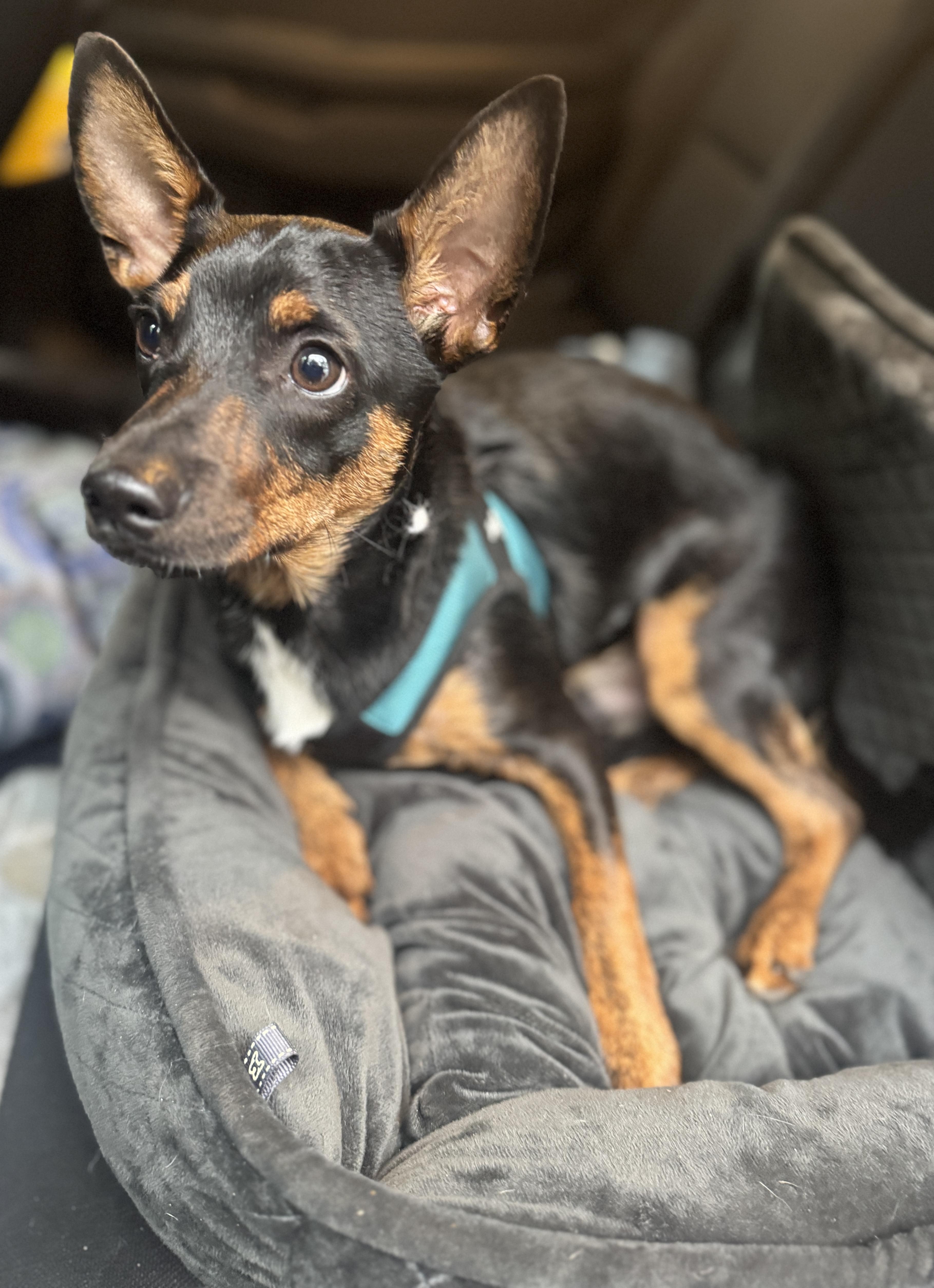 Enlarge Fred, a Adoptable mixed breed in Navarre, FL image 2/5