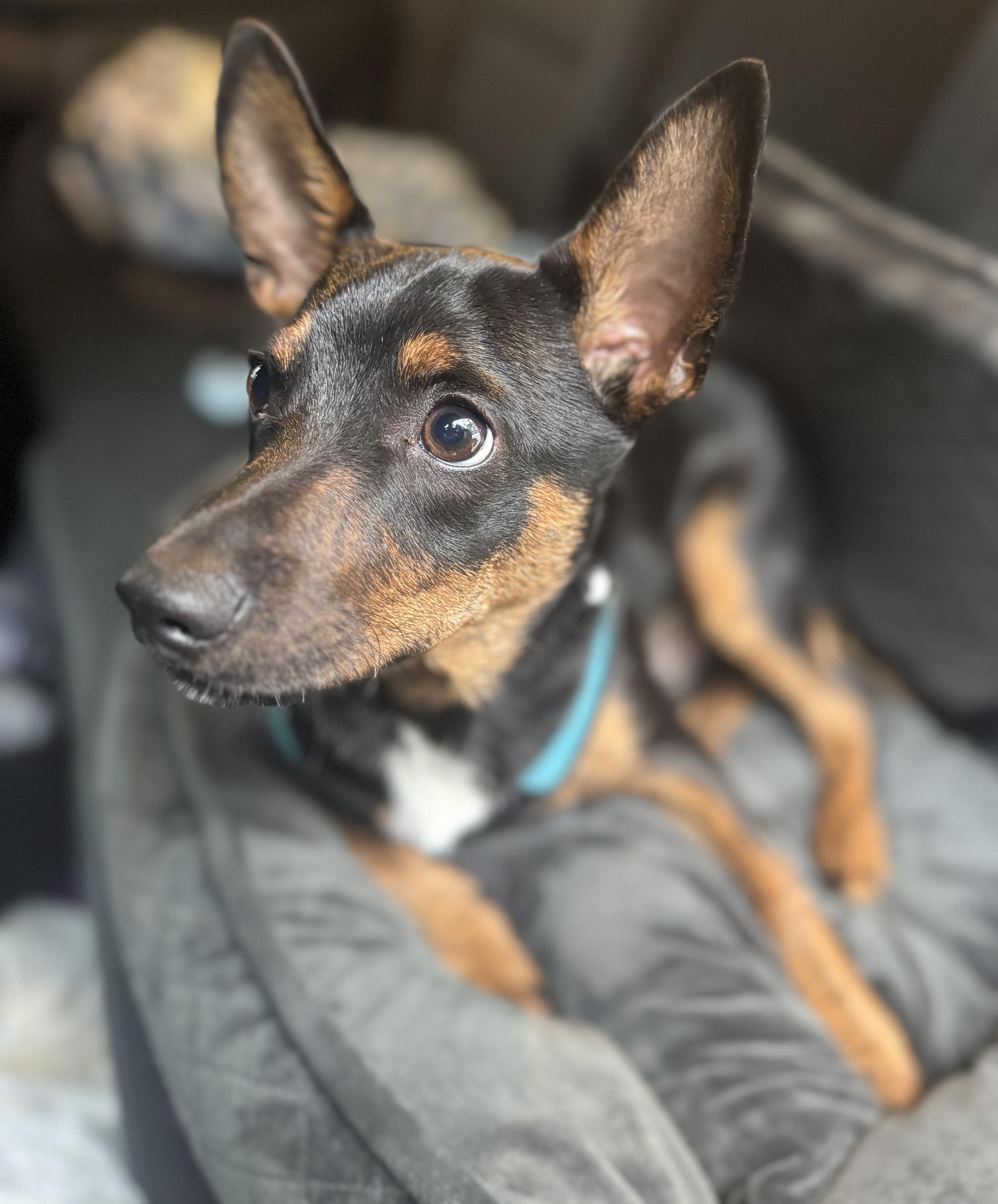 Enlarge Fred, a Adoptable mixed breed in Navarre, FL image 3/5